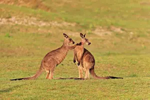 Maloney: Eastern grey kangaroo (Macropus giganteus), adult
