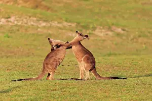Maloney: Eastern grey kangaroo (Macropus giganteus), adult