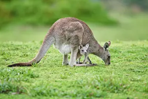 Giganteus: Eastern grey kangaroo (Macropus giganteus), adult