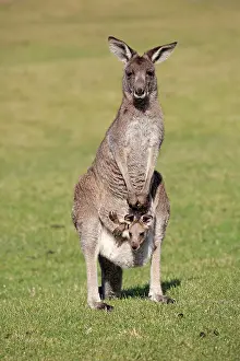 Giganteus: Eastern grey kangaroo (Macropus giganteus), dam