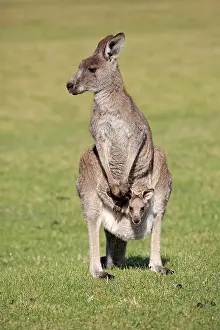Giganteus: Eastern grey kangaroo (Macropus giganteus), dam