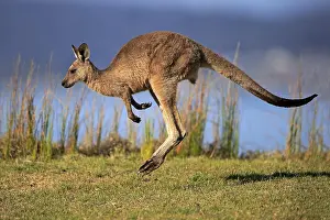 Giganteus: Eastern grey kangaroo (Macropus giganteus), male