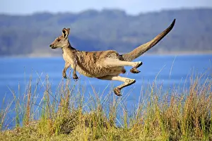 Giganteus: Eastern grey kangaroo (Macropus giganteus), male