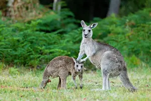 Giganteus: Eastern grey kangaroo (Macropus giganteus), moth