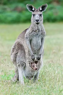 Giganteus: Eastern grey kangaroo (Macropus giganteus), moth