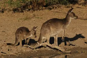 Joey: Eastern Grey Kangaroo mother and Joey in late afternoon