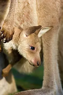 Pouches: Eastern Grey Kangaroo - portrait of a cute joey