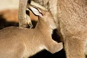 Pouches: Eastern Grey Kangaroo - portrait of a cute joey
