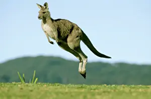 Hopping: Eastern Grey Kangaroo - Running