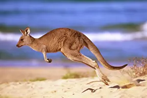 Giganteus: Eastern Grey Kangaroo - running on beach