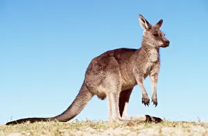 Kallen Marc Ferrero: EASTERN GREY KANGAROO - standing against blue sky