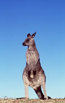 Kallen Marc Ferrero: EASTERN GREY KANGAROO - standing against blue sky
