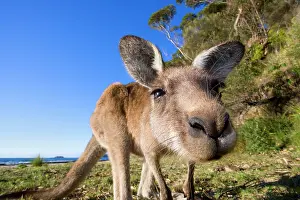 Super: Eastern Grey Kangaroo - super wide angle shot of