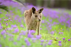Verbena: Eastern Grey Kangaroo - young adult grazing in
