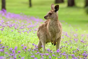 Verbena: Eastern Grey Kangaroo - young adult sitting on