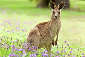 Verbena: Eastern Grey Kangaroo - young adult standing on
