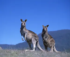 Kangaroos: Eastern Grey Kangaroos