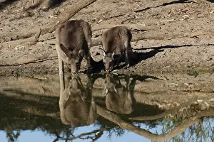 Kangaroos: Eastern Grey Kangaroos drinking A4068