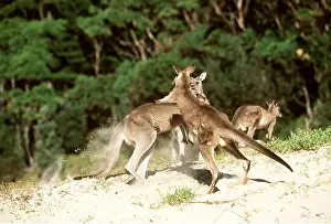Kallen Marc Ferrero: EASTERN GREY KANGAROOS - fighting