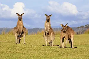 Giganteus: Eastern grey kangaroos (Macropus giganteus), animal