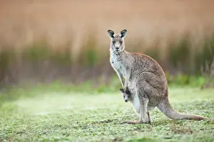 Victoria: Eastern grey kangaroos (Macropus giganteus) with