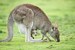 Giganteus: Eastern grey kangaroos (Macropus giganteus), adult