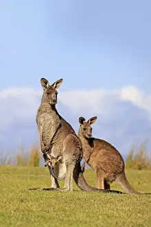 Giganteus: Eastern grey kangaroos (Macropus giganteus), group