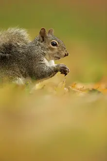 Carolinensis: Eastern Grey Squirrel