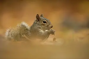 Carolinensis: Eastern Grey Squirrel