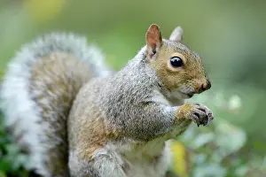 Carolinensis: Eastern Grey Squirrel