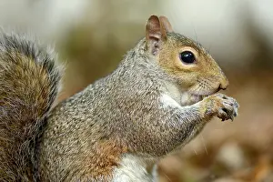 Carolinensis: Eastern Grey Squirrel