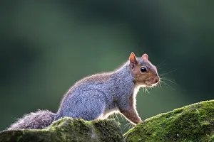 Carolinensis: Eastern Grey Squirrel