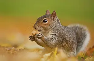 Carolinensis: Eastern Grey Squirrel