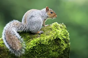 Carolinensis: Eastern Grey Squirrel
