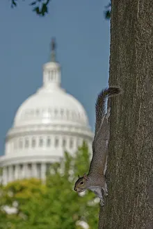 Carolinensis: Eastern grey squirrel, with US capitol building in backg
