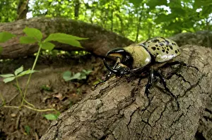 Appalachians: Eastern Hercules Beetle