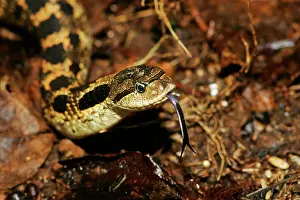 Heterodon: Eastern Hog-nosed Snake