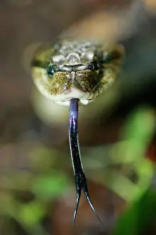 Heterodon: Eastern Hog-nosed Snake