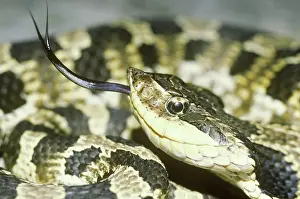 Heterodon: Eastern Hognose Snake