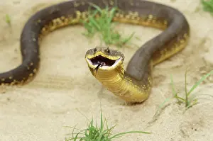 Heterodon: Eastern Hognose Snake