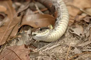 Heterodon: Eastern Hognose Snake