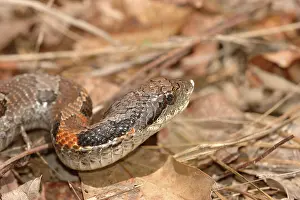 Heterodon: Eastern Hognose Snake