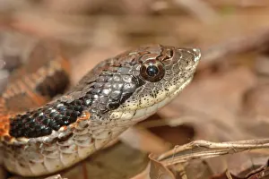 Heterodon: Eastern Hognose Snake