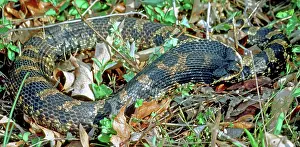 Heterodon: Eastern Hognose Snake