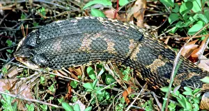 Heterodon: Eastern Hognose Snake