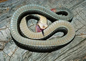Heterodon: Eastern Hognose Snake