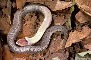 Feigning: Eastern Hognose Snake