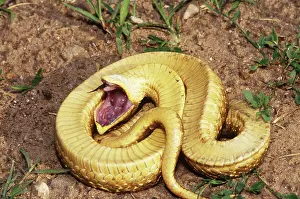 Feigning: Eastern Hognose Snake