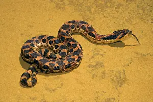 Heterodon: Eastern Hognose Snake