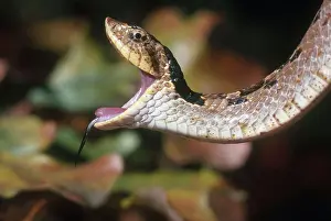 Harmless: Eastern Hognose Snake